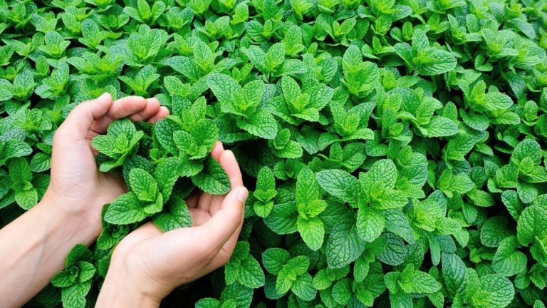 Chá composto por oito ervas combate inchaço e traz outros benefícios à saúde