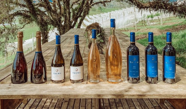 Vinhos produzidos em Santa Catarina estão conquistando qualidade, apreciadores e fama internacional