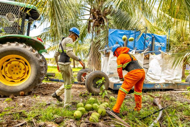 PepsiCo inicia cultivo de cacau em consórcio com coco-verde na sua fazenda de KERO COCO® em Petrolina (PE)