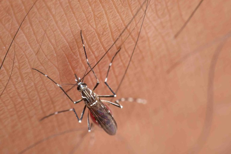 Biólogo explica algumas curiosidades sobre o Aedes aegypti