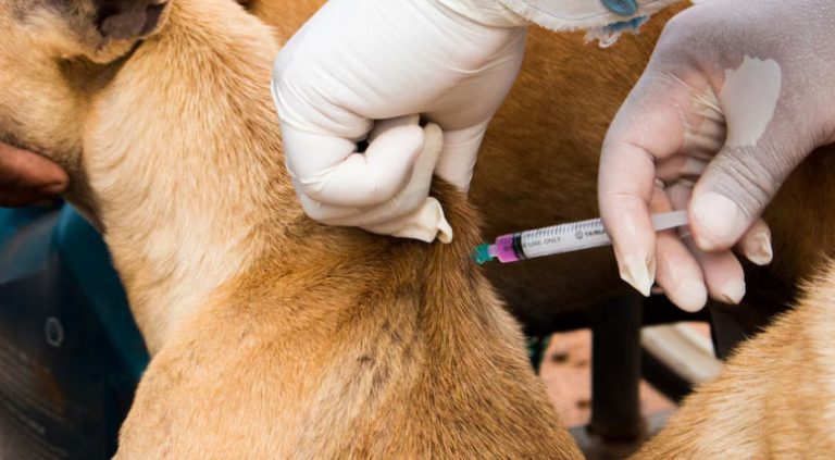 Vacinação antirrábica gratuita para cães e gatos acontece no Recife nesta quinta-feira (15)