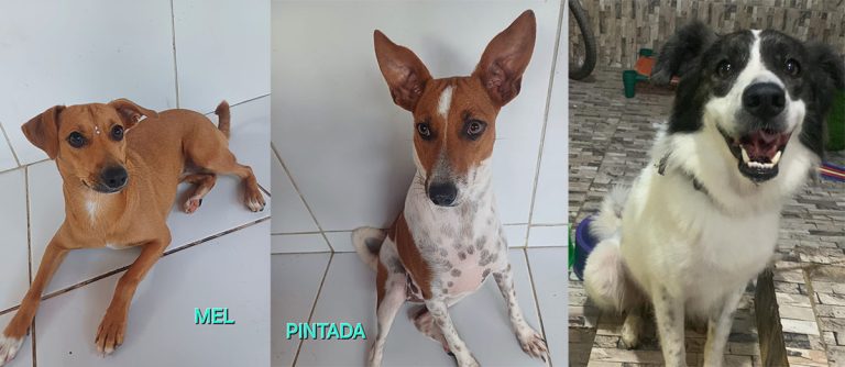 Evento de adoção de cães e gatos acontece no Shopping Patteo Olinda neste sábado (06)