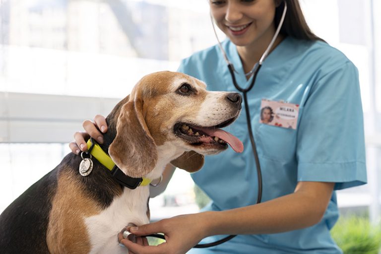 Estácio Recife promove evento gratuito em comemoração ao Dia do Médico Veterinário