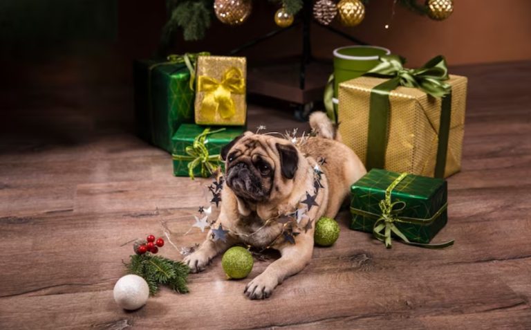 Pets e as festas de fim de ano: Como minimizar riscos e proteger os bichinhos 