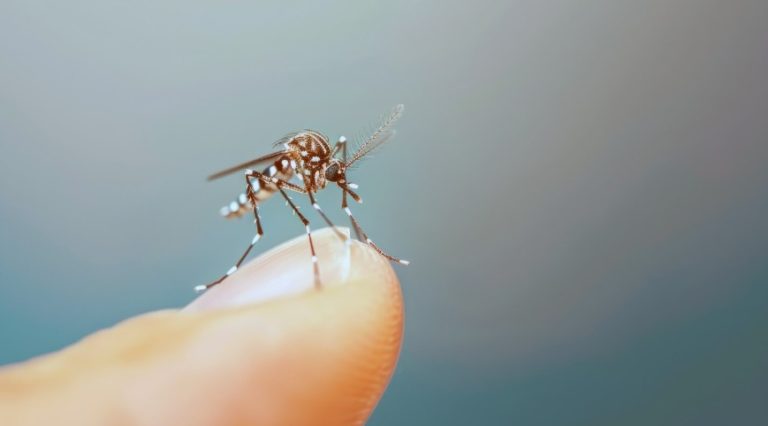 Com a chegada das chuvas, autoridades reforçam alerta contra a dengue