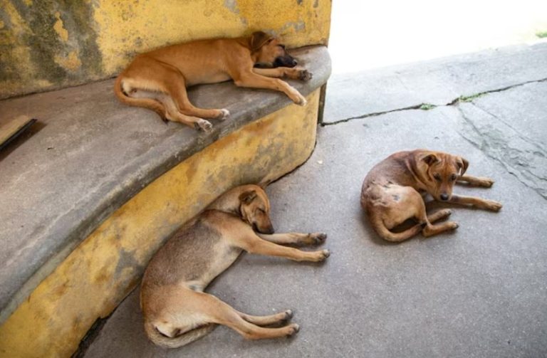 Abandono e Tráfico Ilegal: Uma Realidade no Brasil e no Mundo