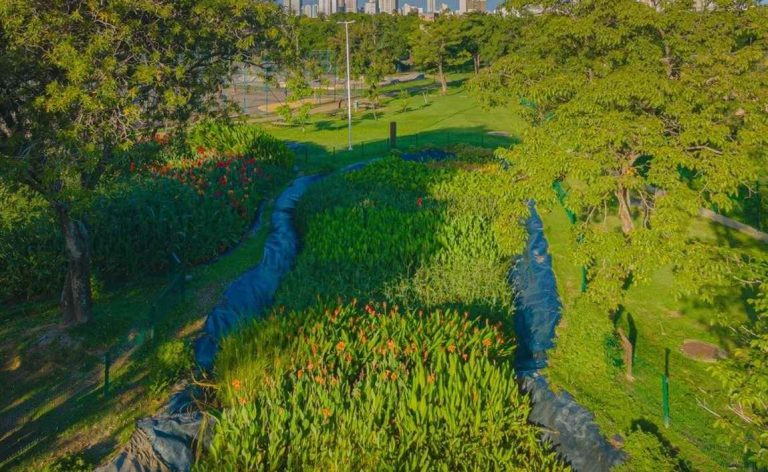 Projeto Jardins Filtrantes celebra três anos com impacto positivo nos rios do Recife