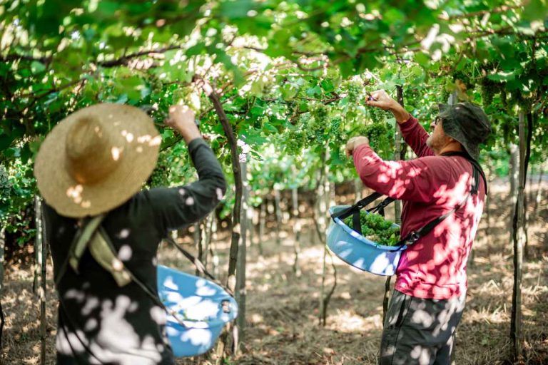 Garibaldi fecha safra com projeção de crescimento no mercado de PE