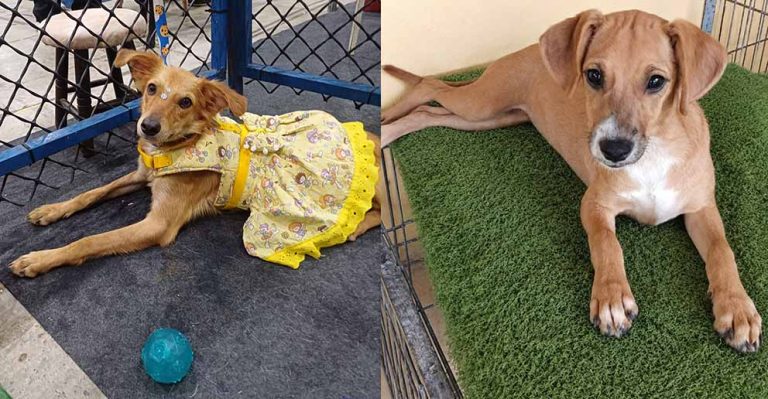 Shopping Patteo Olinda promove campanha de adoção de cães e gatos no próximo sábado (12)