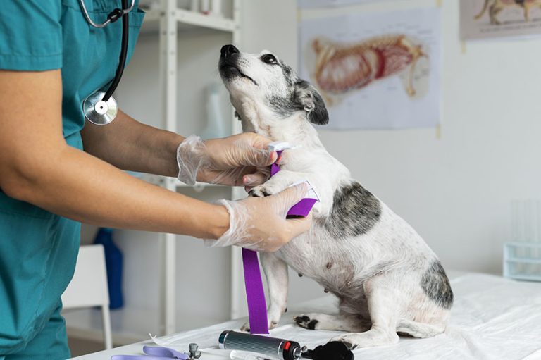 Estácio Recife promove evento gratuito em homenagem ao Dia do Médico Veterinário